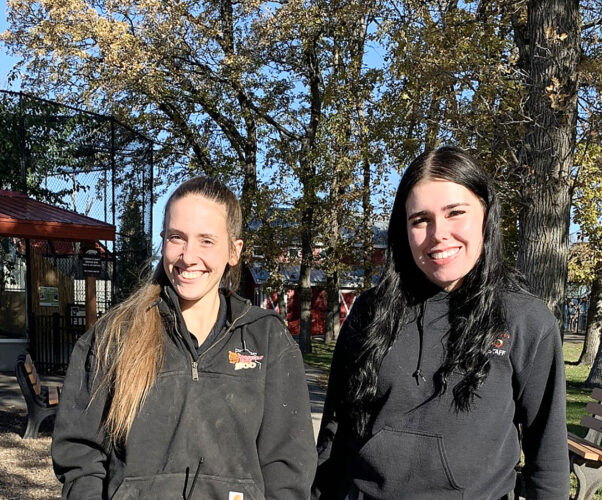 Minot zookeepers help with black-footed ferrets’ future